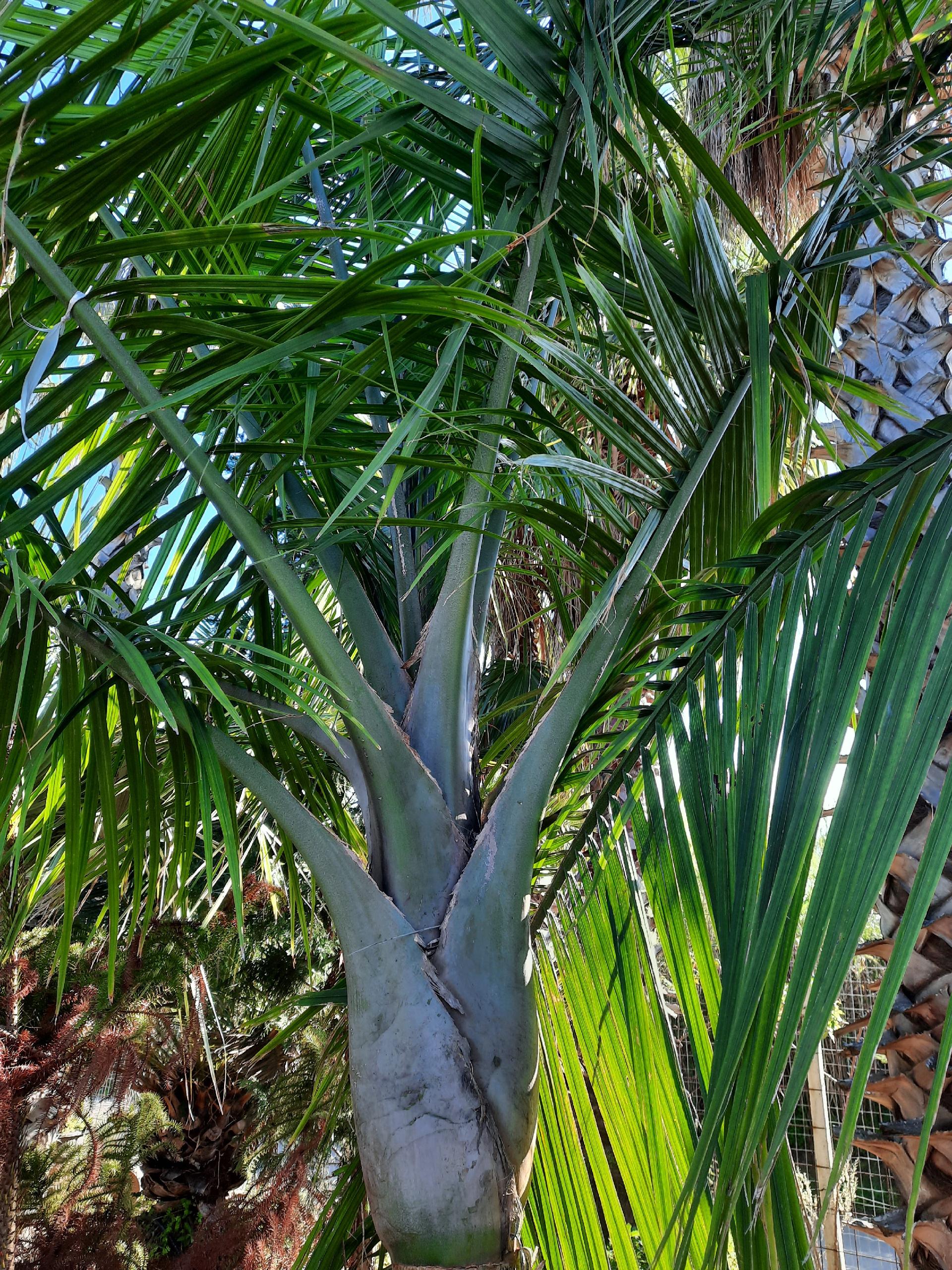 RAVANEA RIVULARIS ORNAMENTALE VASO 200 L