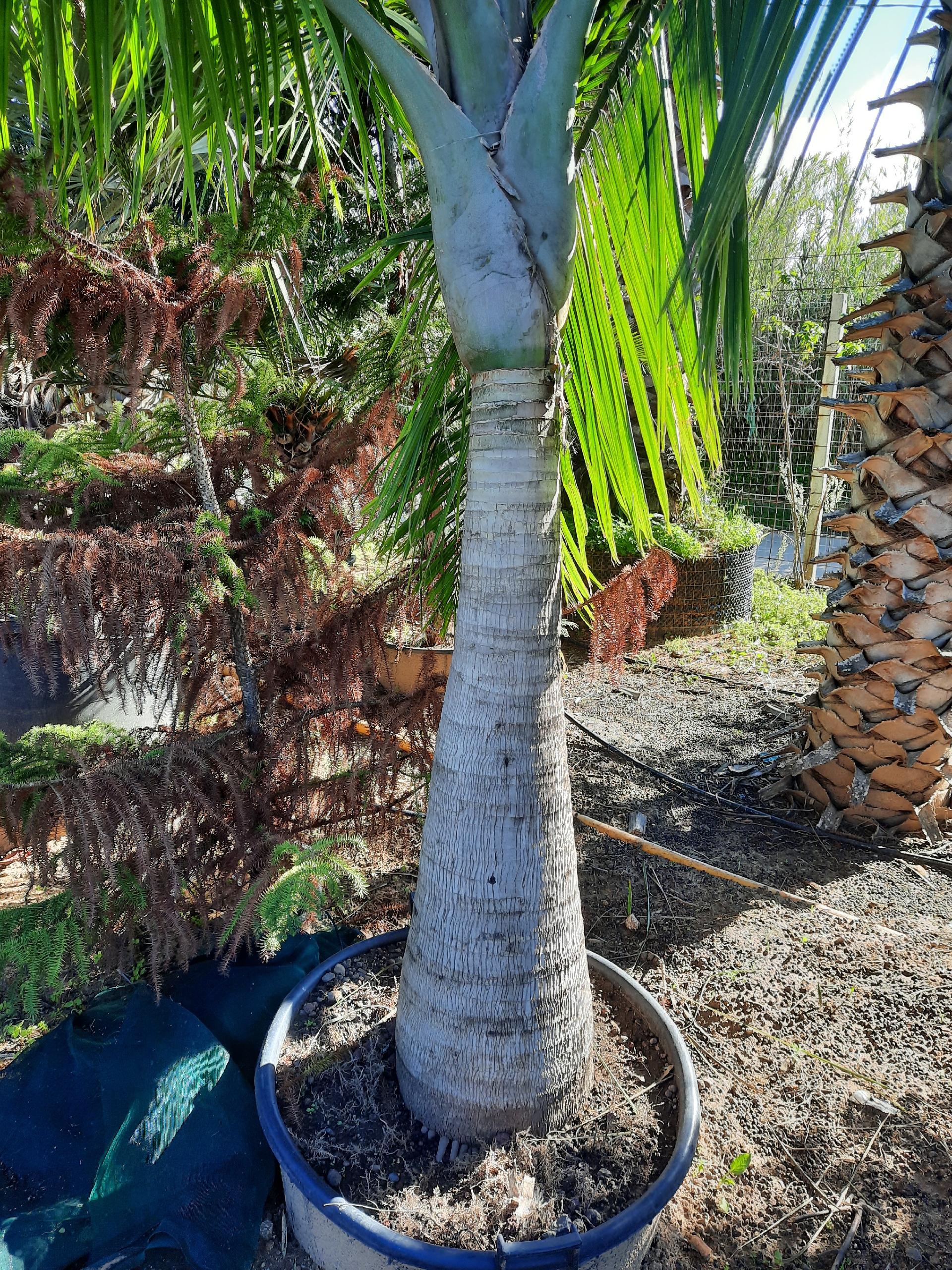 RAVANEA RIVULARIS ORNAMENTALE VASO 200 L