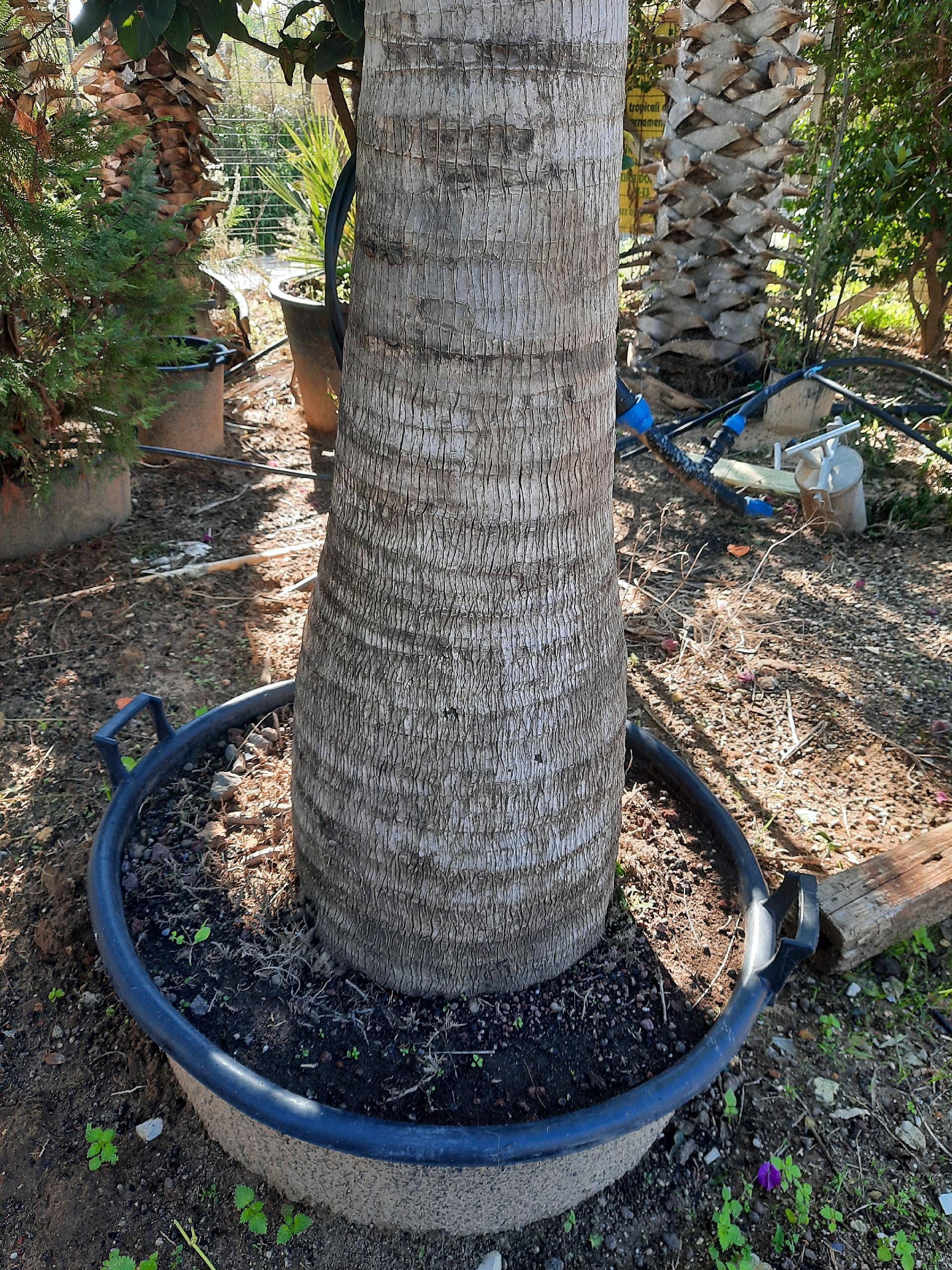 RAVANEA RIVULARIS ORNAMENTALE VASO 200 L