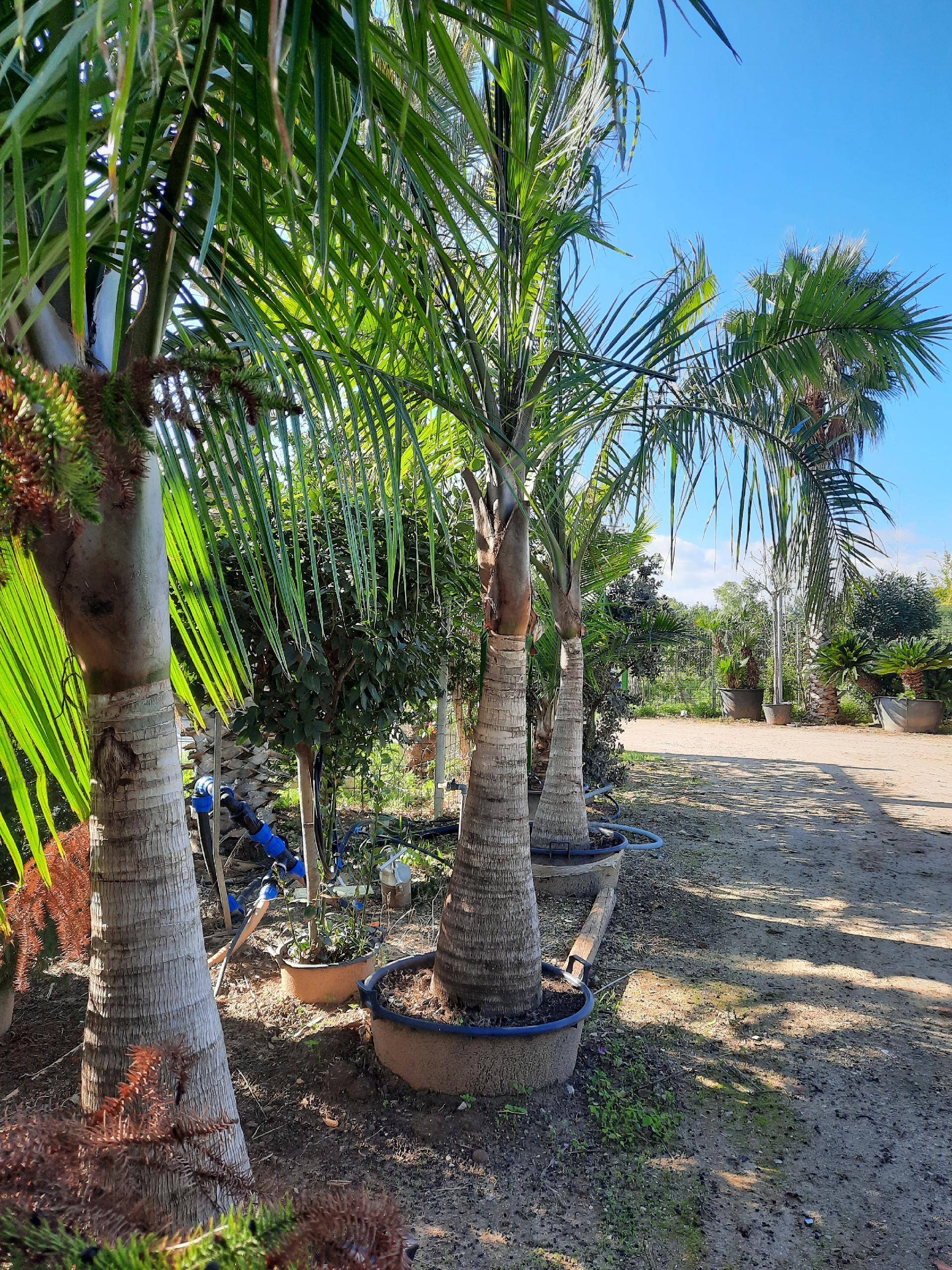 RAVANEA RIVULARIS ORNAMENTALE VASO 200 L