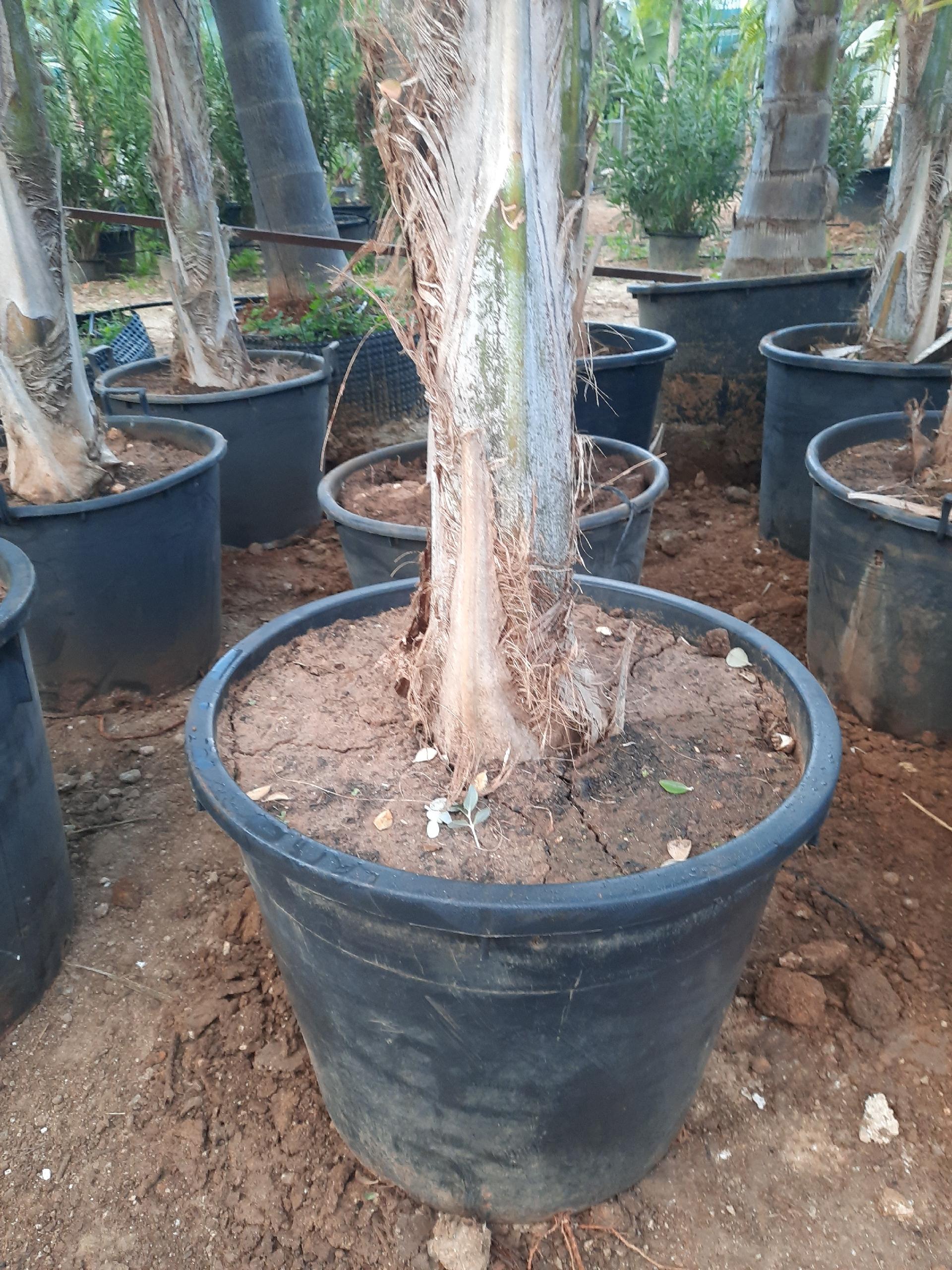 COCUS PLUMOSA ORNAMENTALE VASO 130 L