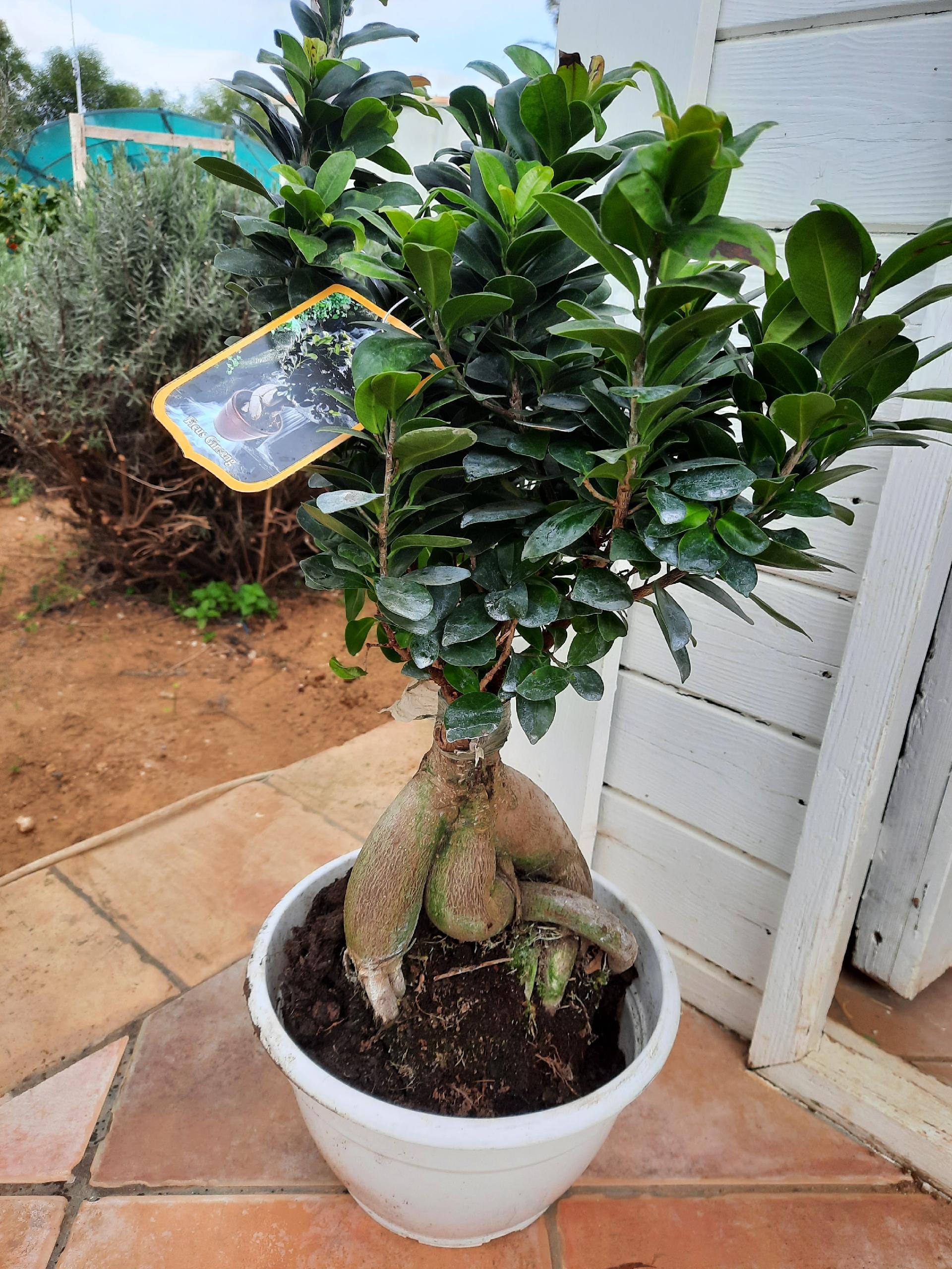 FICUS GINSENG BONSAI ORNAMENTALE BONSAI vaso 26 BIANCO