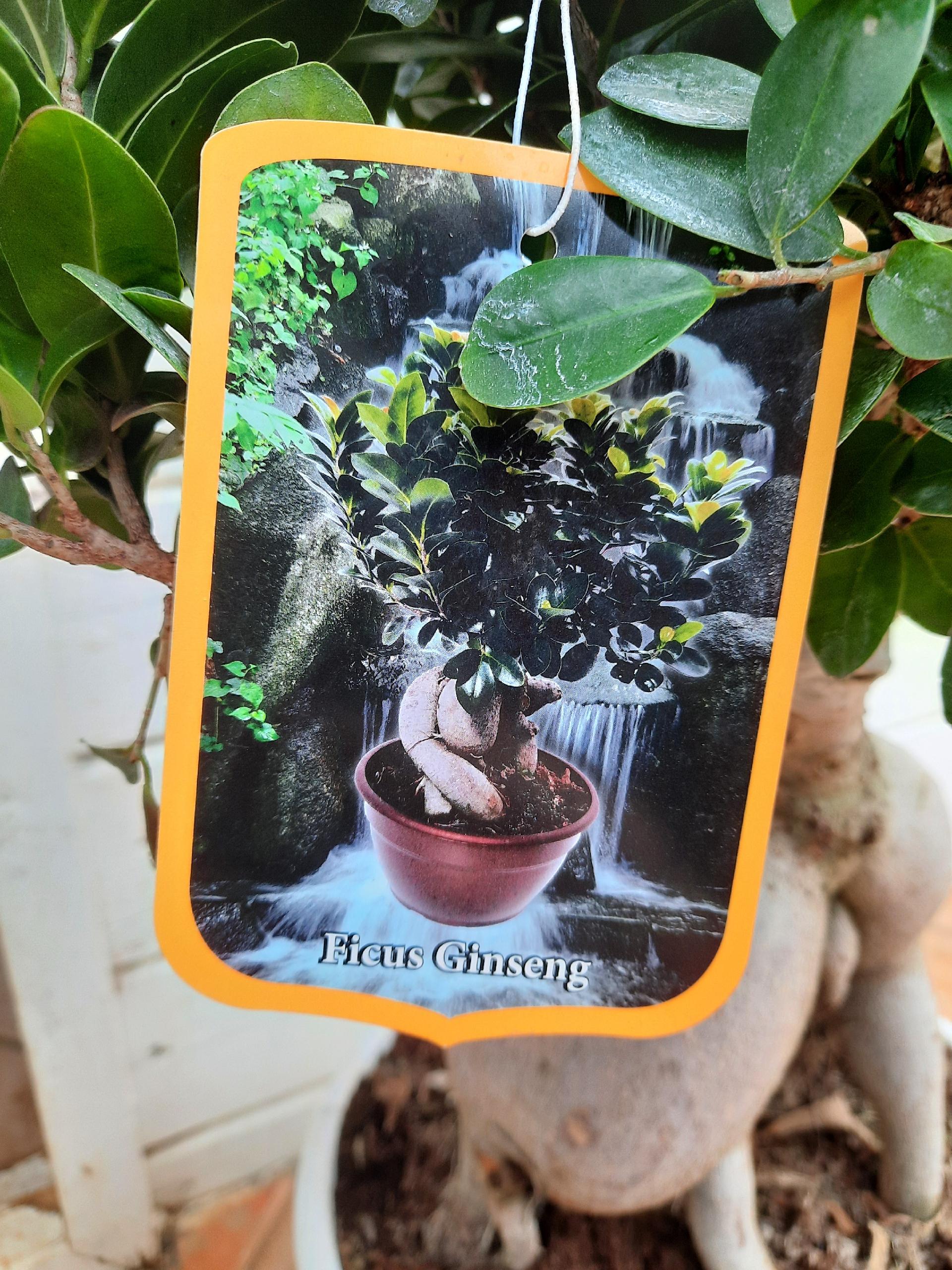 FICUS GINSENG BONSAI ORNAMENTALE BONSAI vaso 26 BIANCO