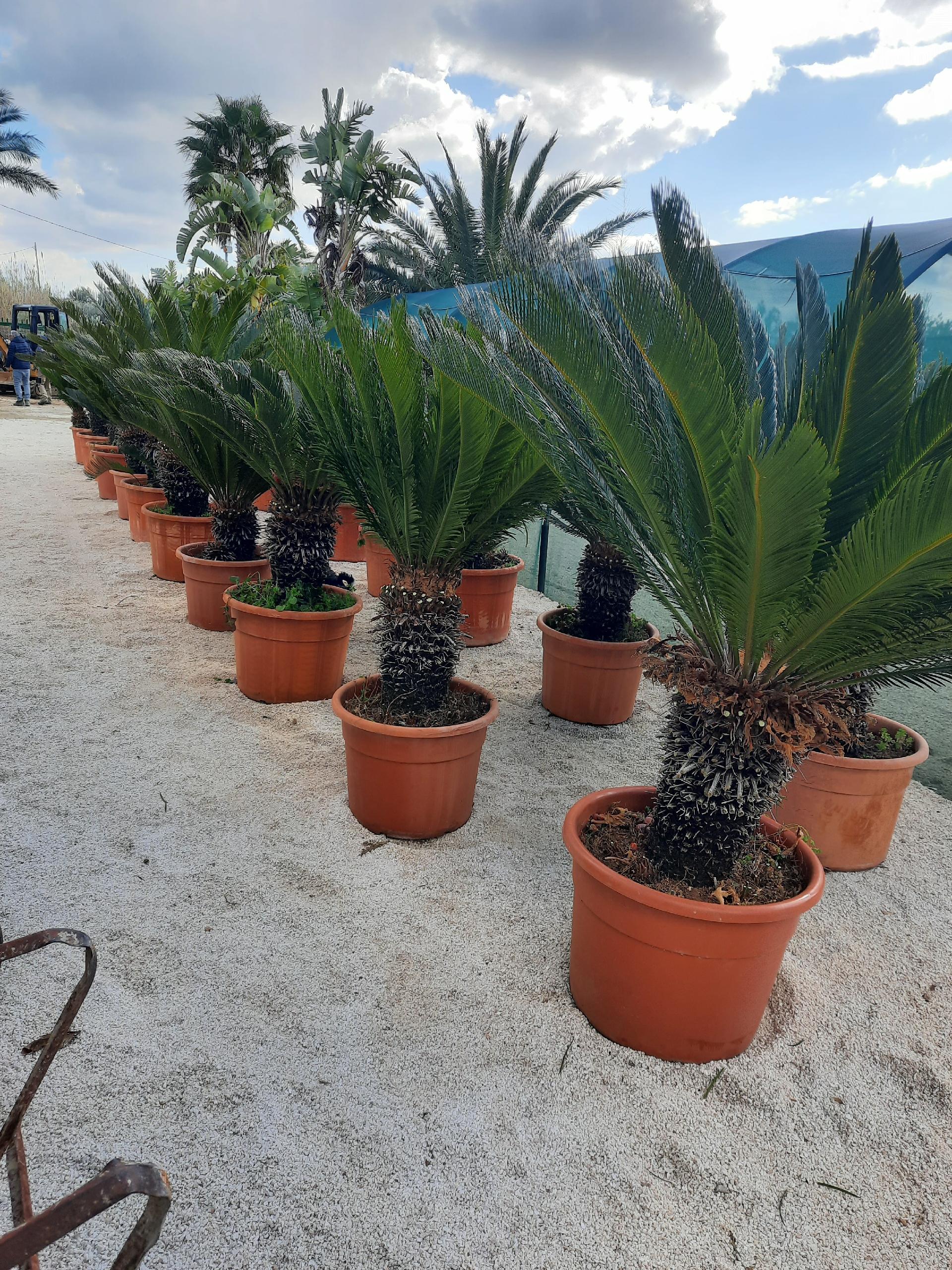 CYCAS REVOLUTA IN VASO ORNAMENTALE VASO ROSSO 40 - 45 L