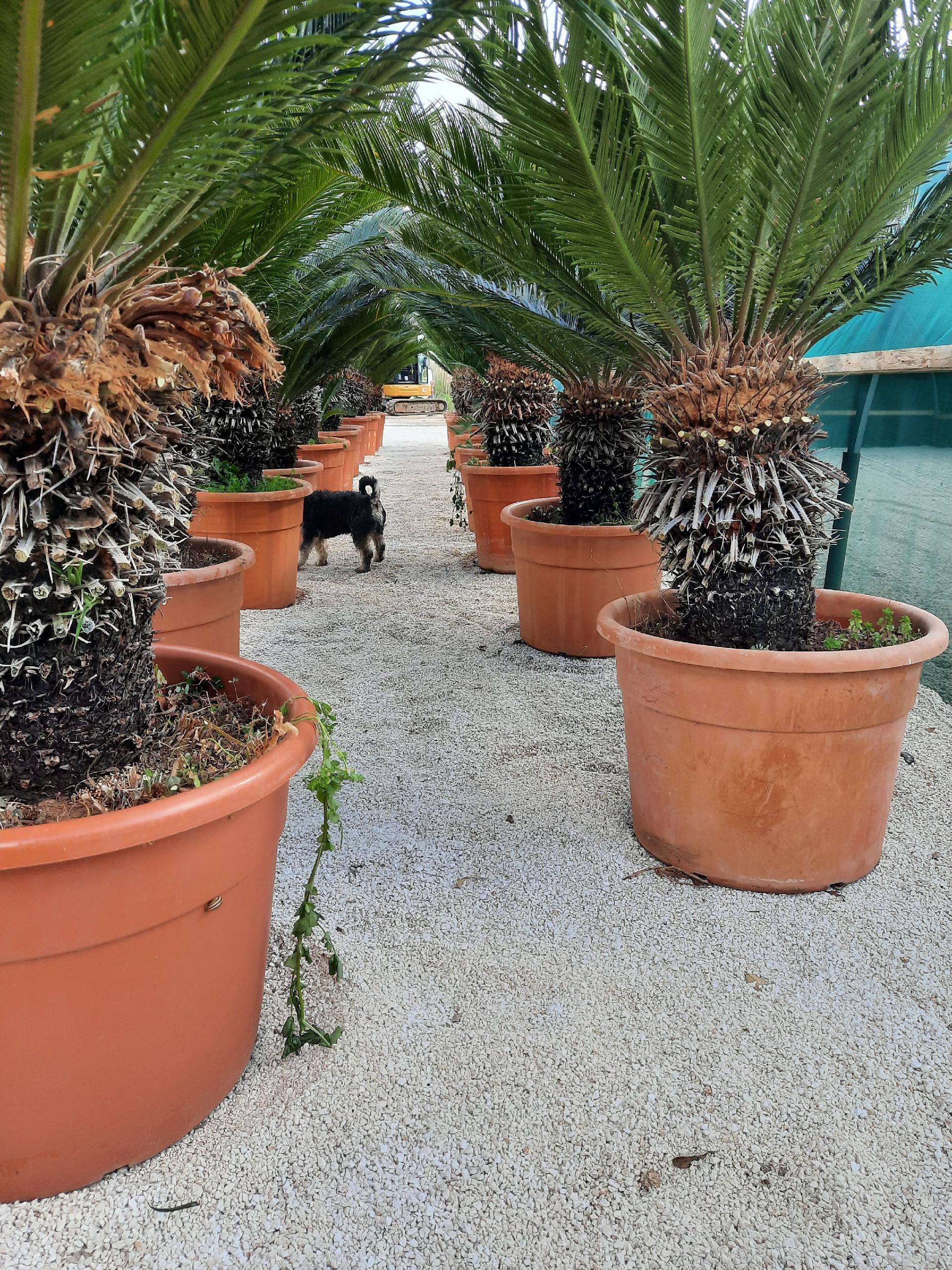 CYCAS REVOLUTA IN VASO ORNAMENTALE VASO ROSSO 40 - 45 L
