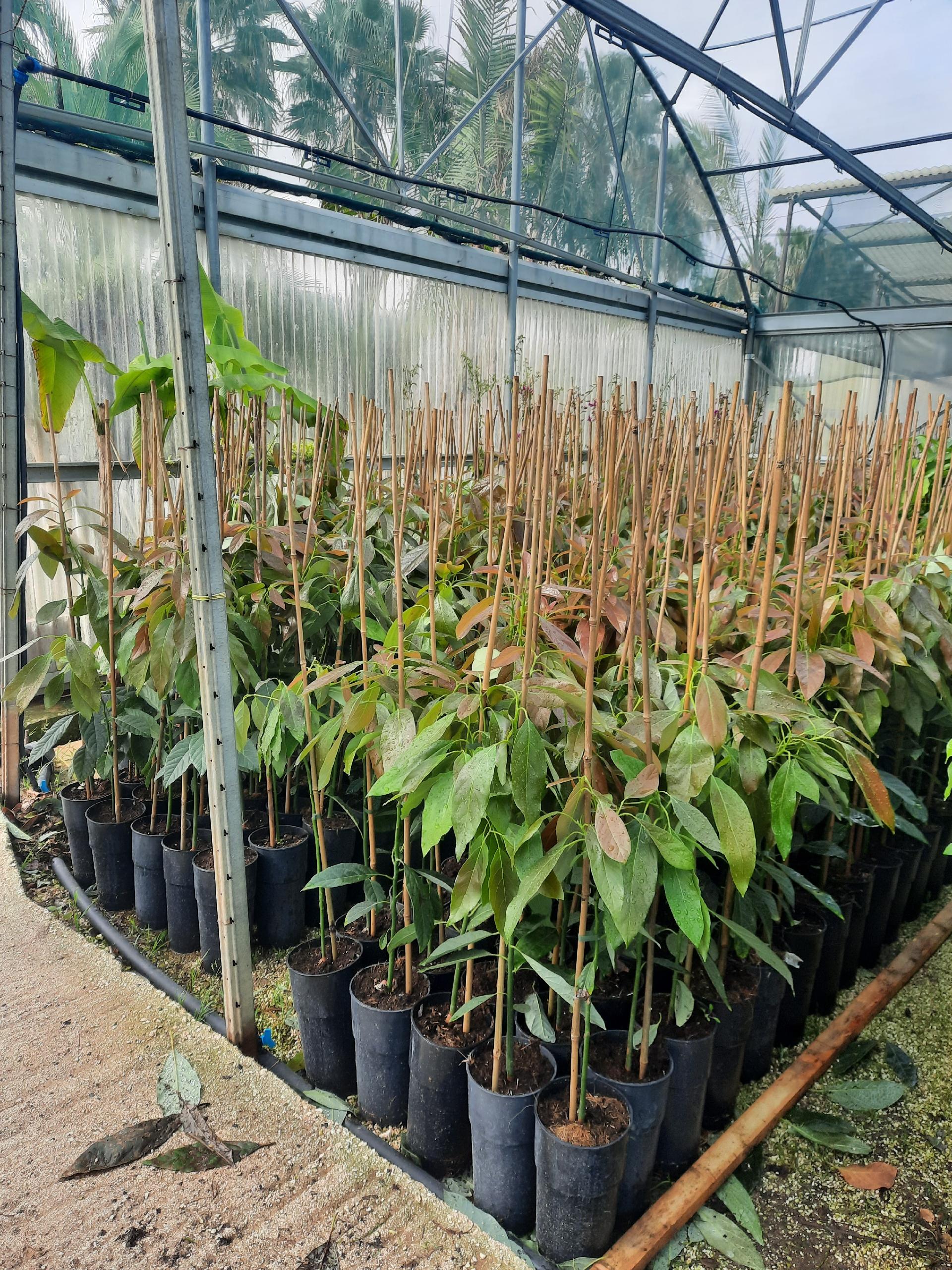AVOCADO HASS IN VASO INNESTATO ALBERO TROPICALE VASO CONICO 16 - 18