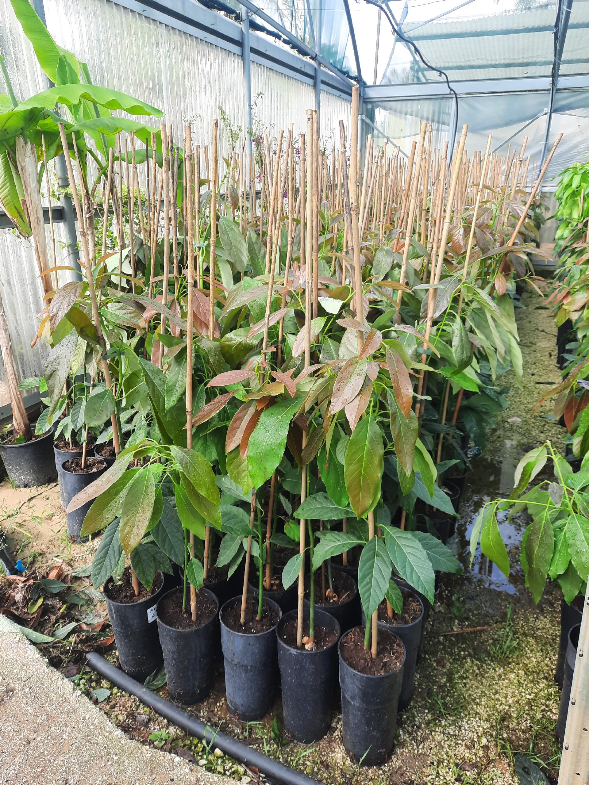 AVOCADO HASS IN VASO INNESTATO ALBERO TROPICALE VASO CONICO 16 - 18