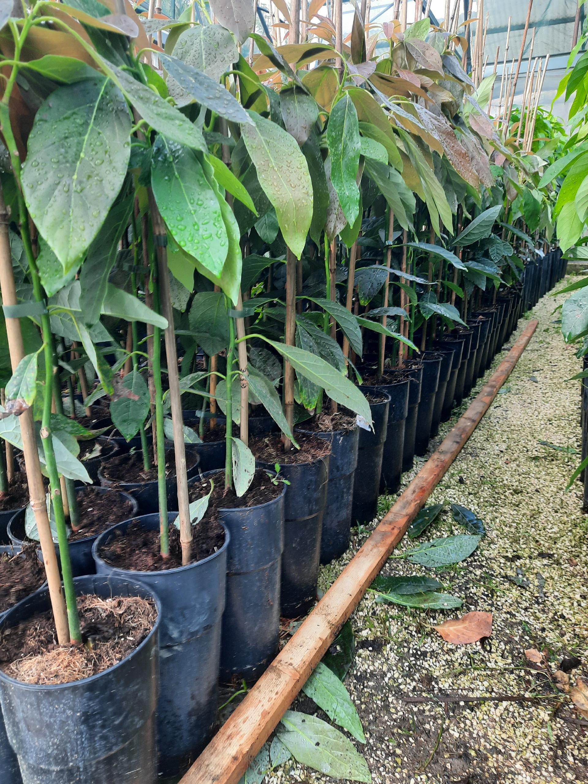 AVOCADO HASS IN VASO INNESTATO ALBERO TROPICALE VASO CONICO 16 - 18