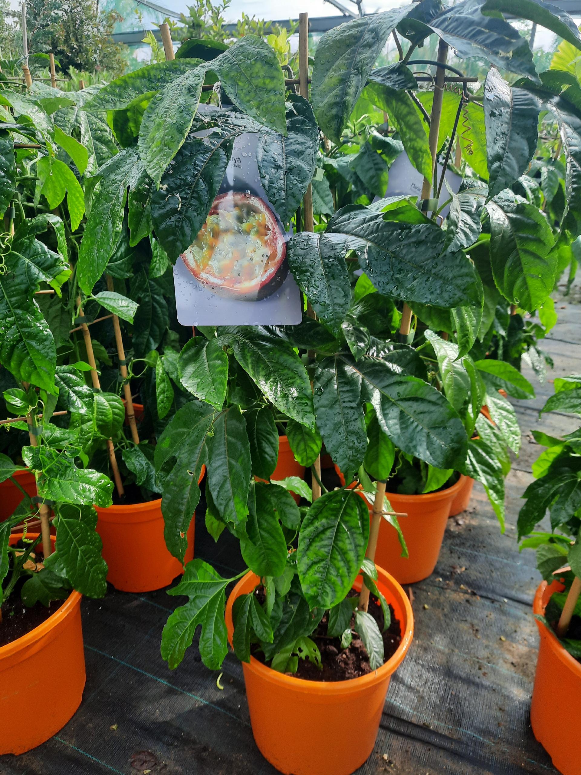 PASSIFLORA EDULIS RAMPICANTE vaso 26
