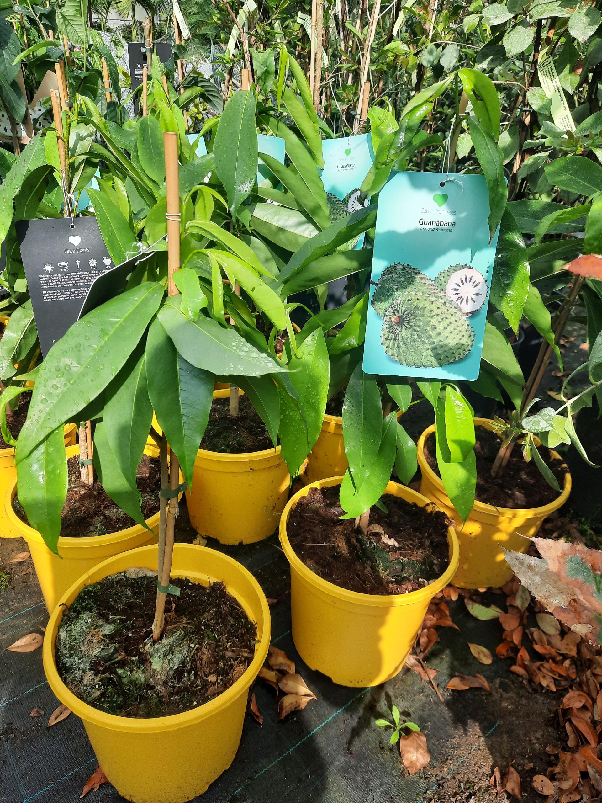 ANNONA MURICATA VASO albero vaso 26