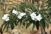 palma del Madagascar, ORNAMENTALE vaso 26/28