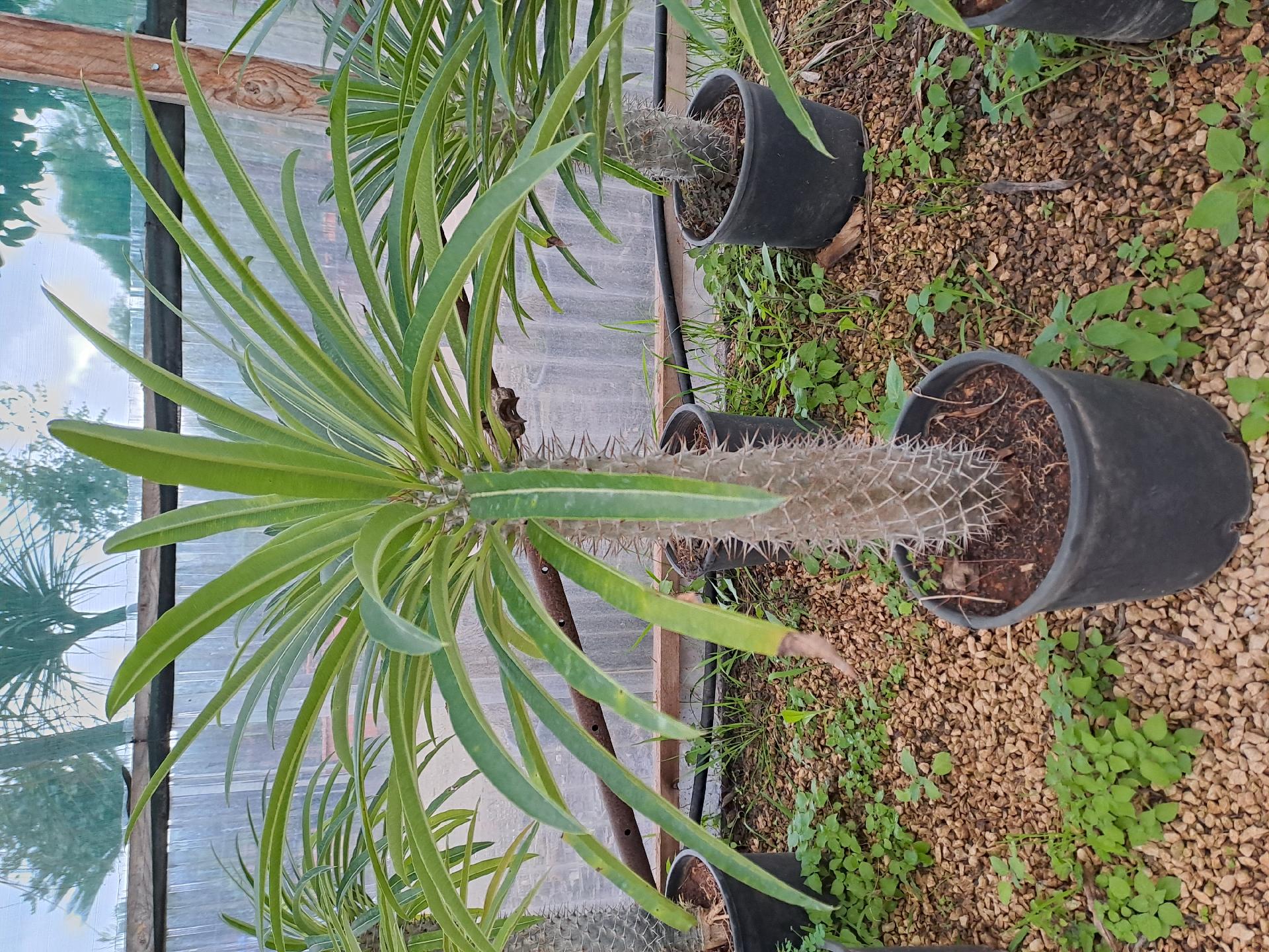 palma del Madagascar, ORNAMENTALE vaso 26/28