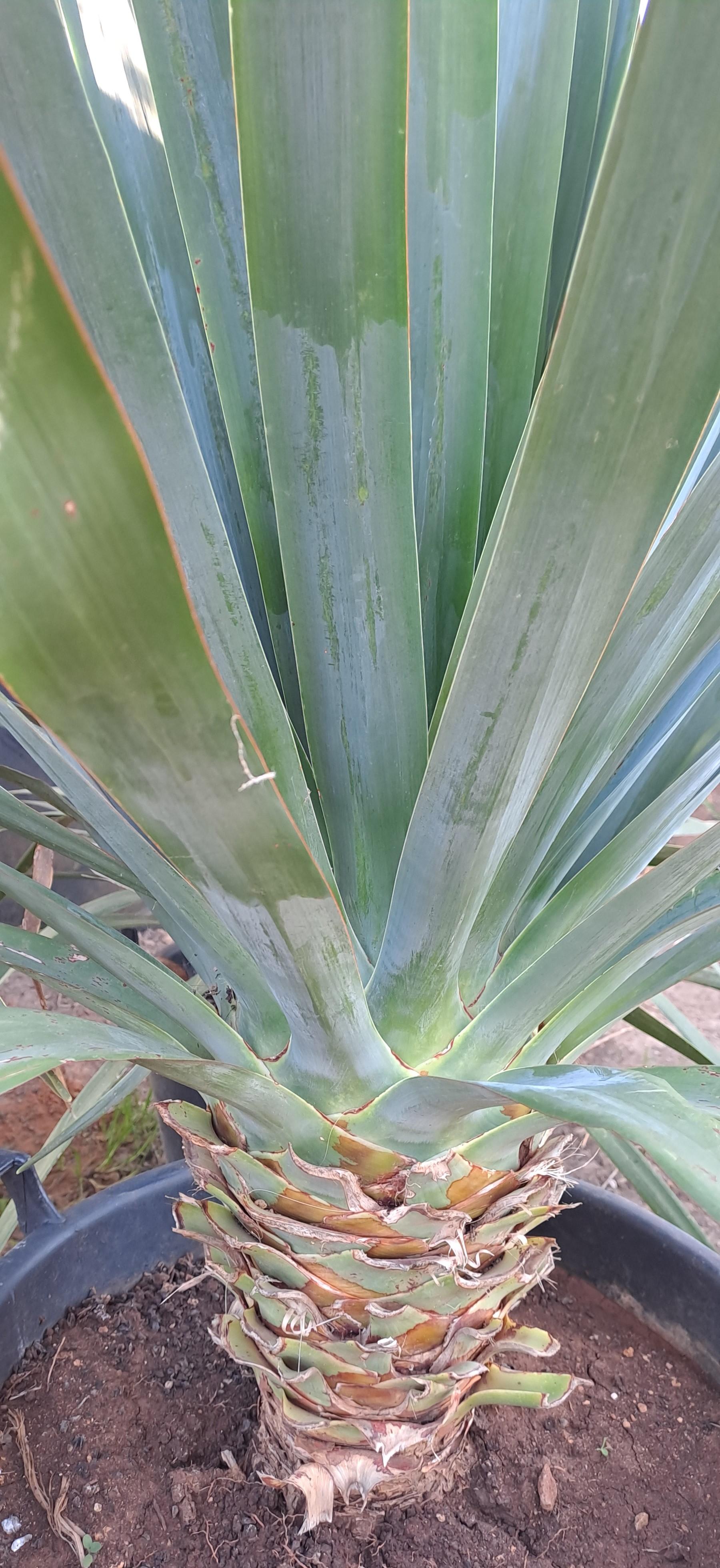 Dracaena draco IN VASO ORNAMENTALE VASO 35