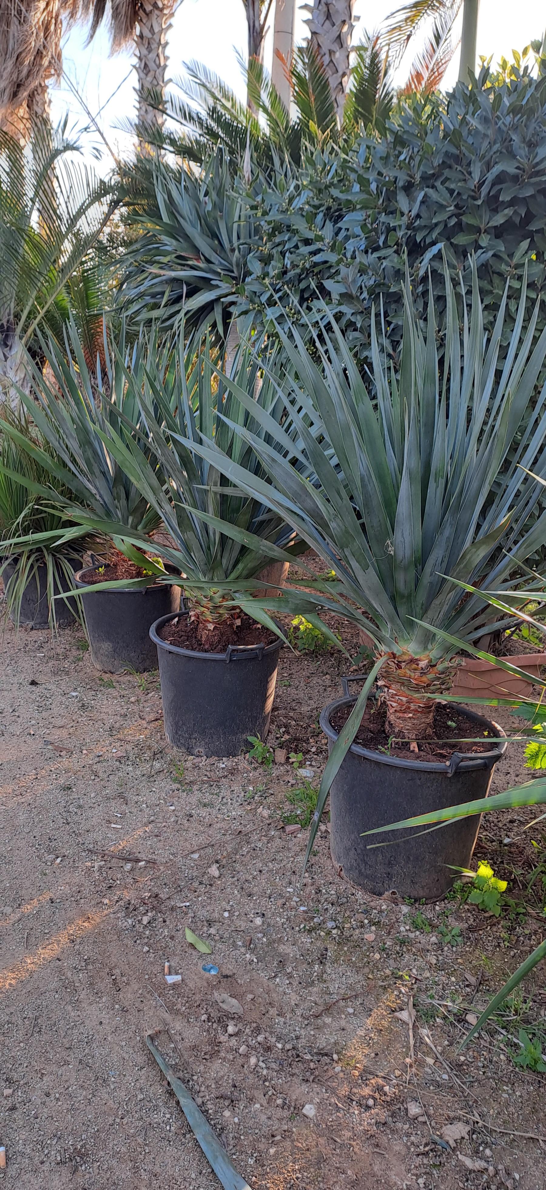 Dracaena draco IN VASO ORNAMENTALE VASO 35