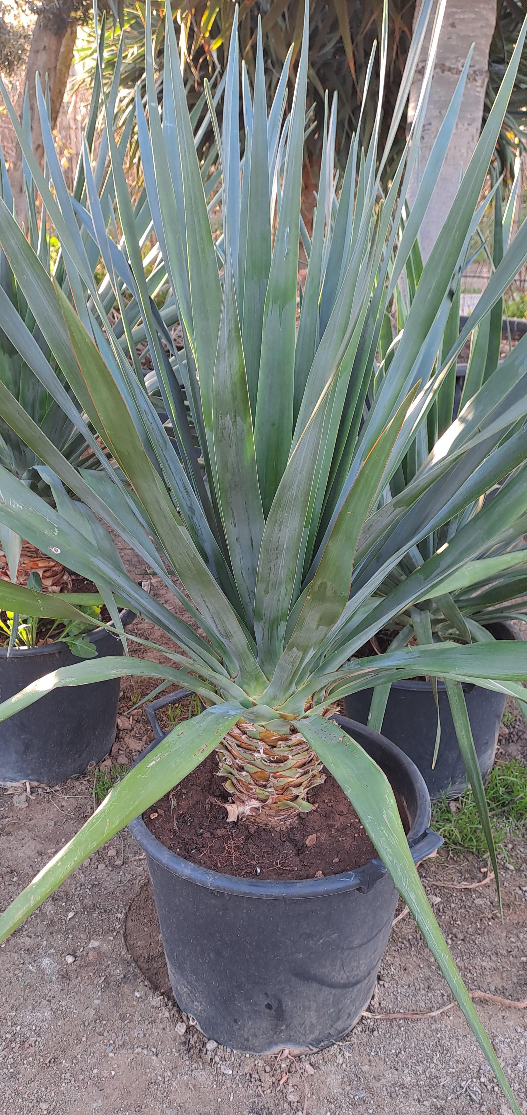 Dracaena draco IN VASO ORNAMENTALE VASO 35