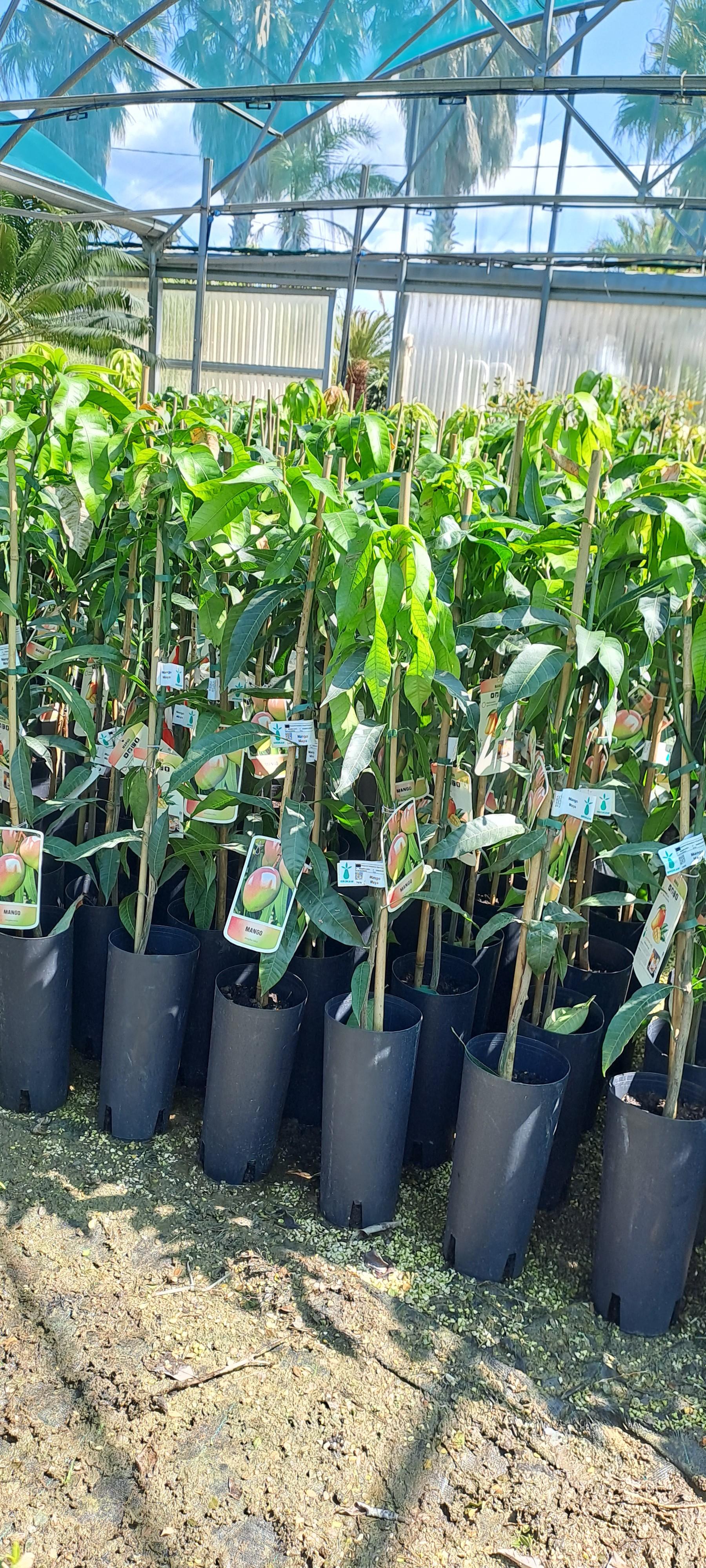 'Maya' MANGO ALBERO TROPICALE VASO CONICO 16\18