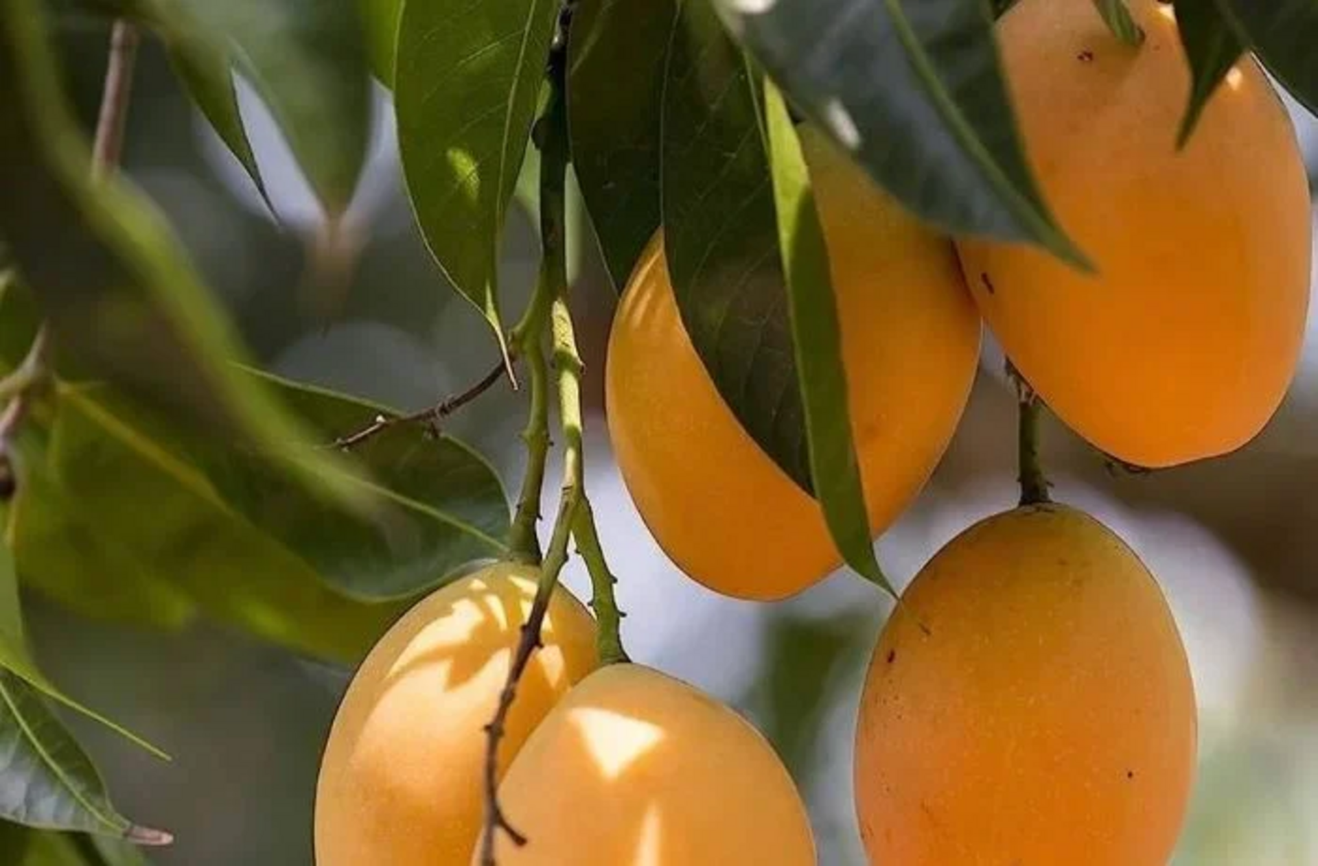 MANGO ALFONSO VARIETA ALFONSO INNESTATO VASO CONICO 16\18