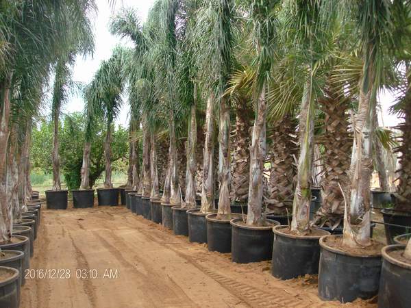 COCUS PLUMOSA ORNAMENTALE VASO 130 L