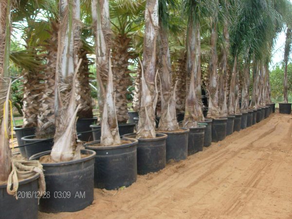 COCUS PLUMOSA ORNAMENTALE VASO 130 L
