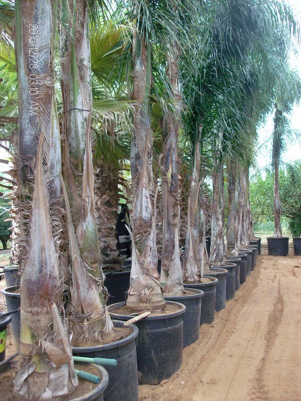 COCUS PLUMOSA ORNAMENTALE VASO 130 L
