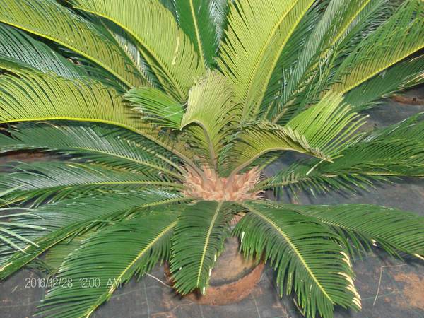 CYCAS REVOLUTA IN VASO ORNAMENTALE VASO ROSSO 40 - 45 L