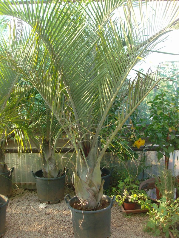 Dypsis decaryi in vaso ORNAMENTALE VASO 35