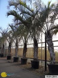 Dypsis decaryi in vaso ORNAMENTALE VASO 35