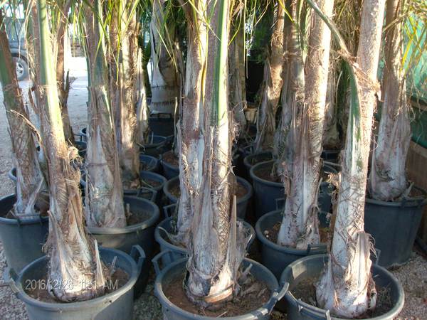 Cocus Plumosa ORNAMENTALE VASO 35