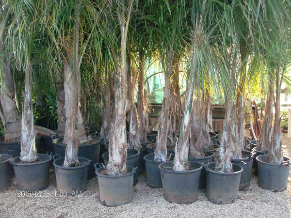 Cocus Plumosa vaso 20 ORNAMENTALE vaso 20\22
