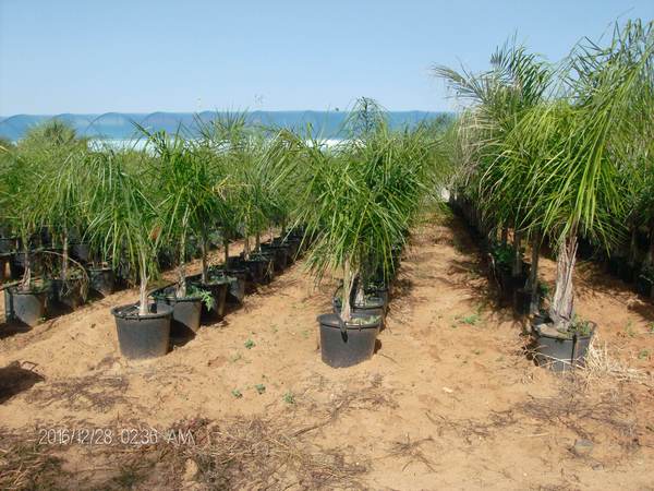 Cocus Plumosa vaso 20 ORNAMENTALE vaso 20\22