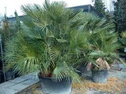 Chamaerops in vaso