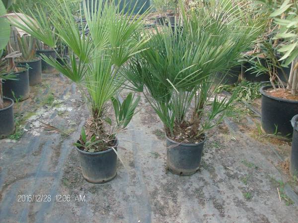 Chamaerops in vaso