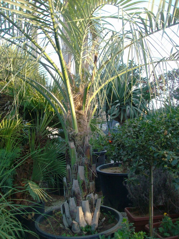 COCOS AUSTRALIS ORNAMENTALE IN ZOLLA