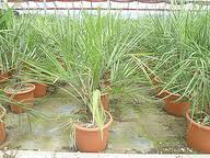 COCOS AUSTRALIS ORNAMENTALE IN ZOLLA