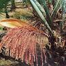 COCOS AUSTRALIS ORNAMENTALE IN ZOLLA