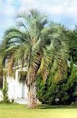 COCOS AUSTRALIS ORNAMENTALE IN ZOLLA