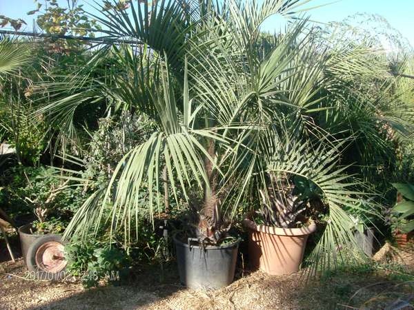 COCOS AUSTRALIS ORNAMENTALE IN ZOLLA
