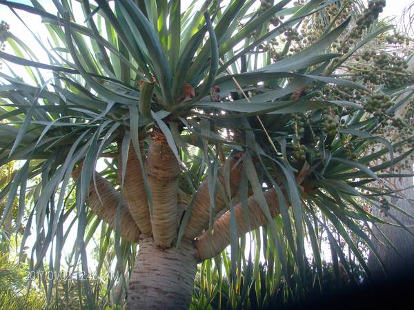 Dracaena draco IN VASO ORNAMENTALE VASO 200 L
