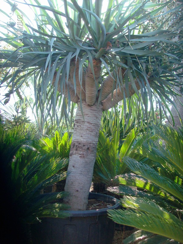 Dracaena draco IN VASO ORNAMENTALE VASO 35
