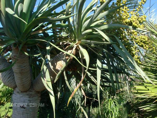 Dracaena draco IN VASO ORNAMENTALE VASO 200 L