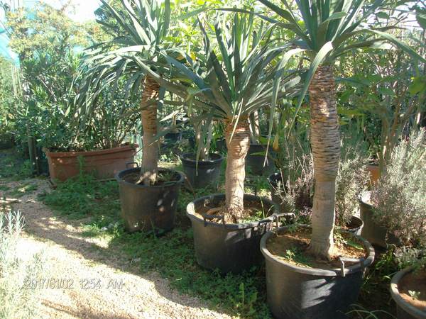 Dracaena draco IN VASO ORNAMENTALE VASO 200 L