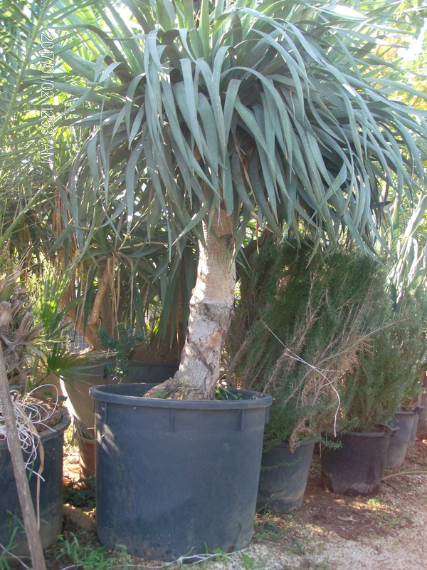 Dracaena draco IN VASO ORNAMENTALE VASO 200 L