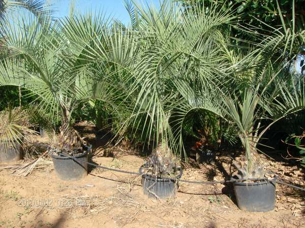 COCOS AUSTRALIS ORNAMENTALE IN ZOLLA