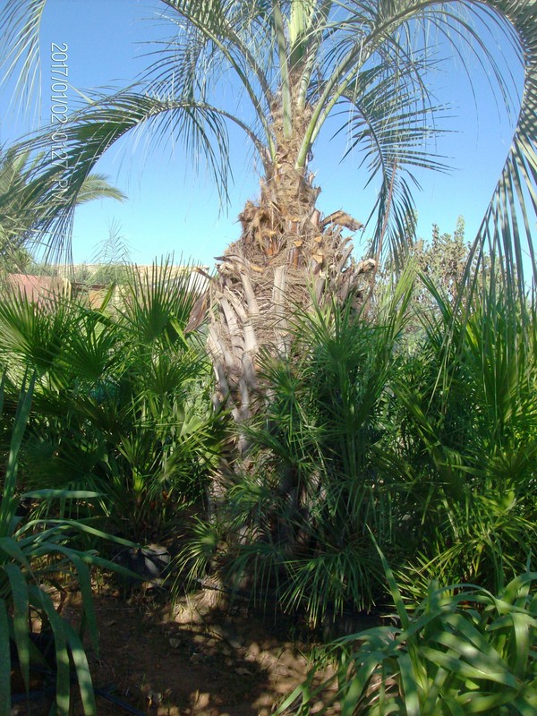 COCOS AUSTRALIS ORNAMENTALE IN ZOLLA