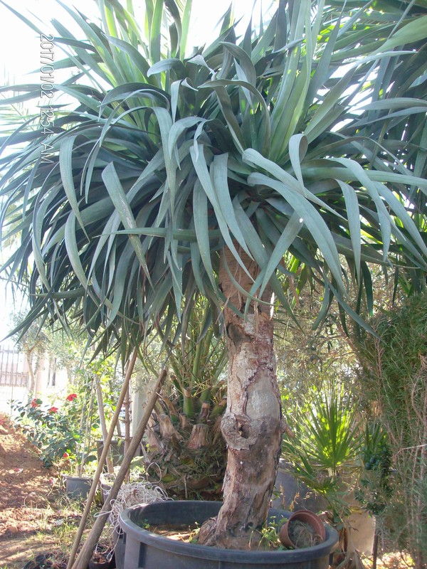 Dracaena draco IN VASO ORNAMENTALE VASO 200 L