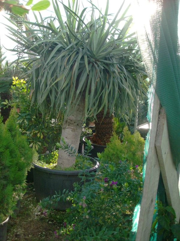 Dracaena draco IN VASO ORNAMENTALE VASO 35