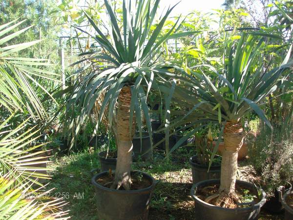 Dracaena draco IN VASO ORNAMENTALE VASO 200 L