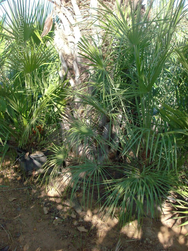 COCOS AUSTRALIS ORNAMENTALE IN ZOLLA