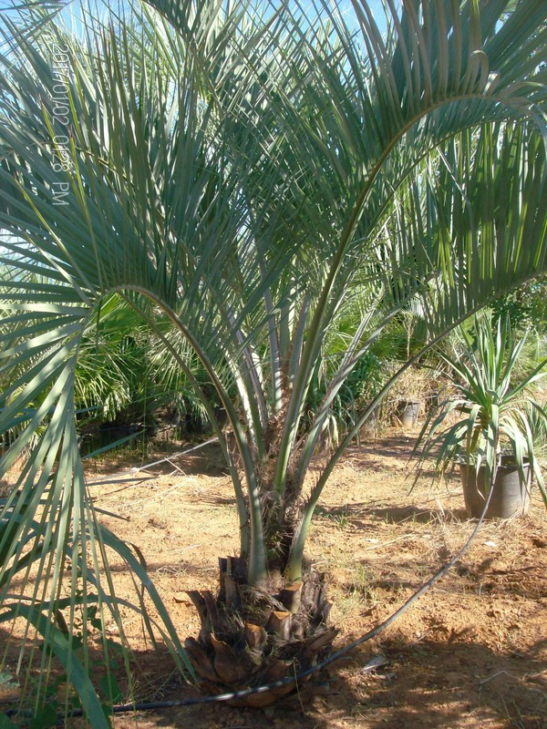 COCOS AUSTRALIS ORNAMENTALE IN ZOLLA