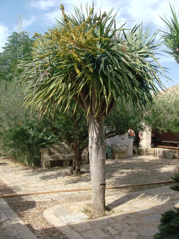 Dracaena draco IN VASO ORNAMENTALE VASO 35